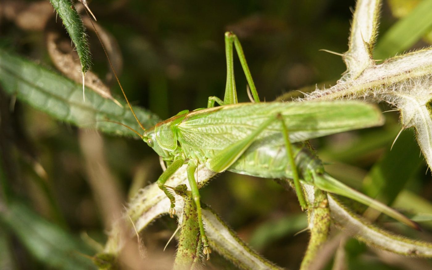 Great green bush cricket, Tettigonia viridissima